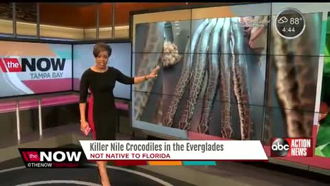 The Now Tampa Bay Nile Crocodile_Cut.mp4