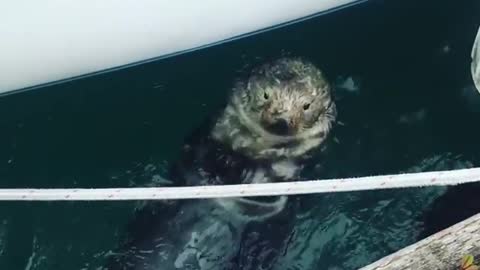 Cute otter in Alaska hangs out by the docks