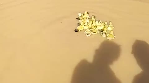 Ducklings Swim For The First Time || ViralHog