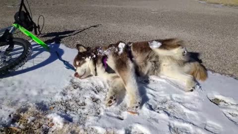 Husky se toma un recreo bajo el sol invernal en medio de una caminata