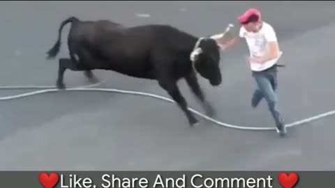 bull chasing man clip 2