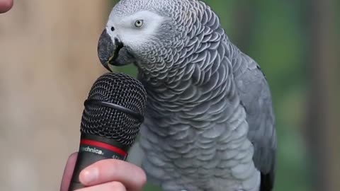 Talking parrot/amazing