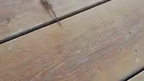 Lizard running away