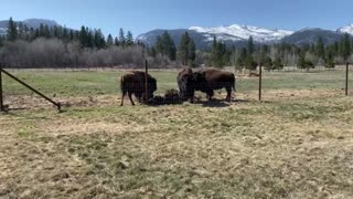 Bela’s Bison Sanctuary Montana .