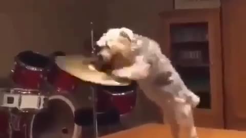 Cute puppies playing drum beats || Cute Puppies || Cute dogs || 🥁 🐶