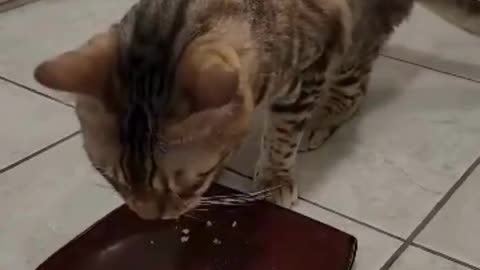 Felix the Bengal Cat Tries RED APPLE 🍎😺
