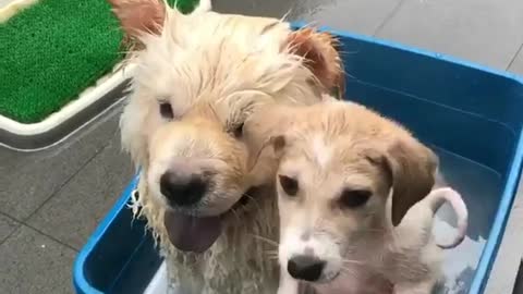2 small dogy having a Bath