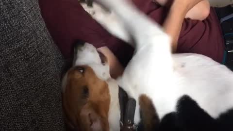 Needy Beagle desperately begs for owner's attention