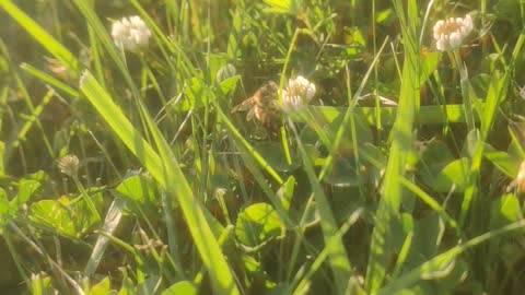 Bee collecting pollen on a hot June evening