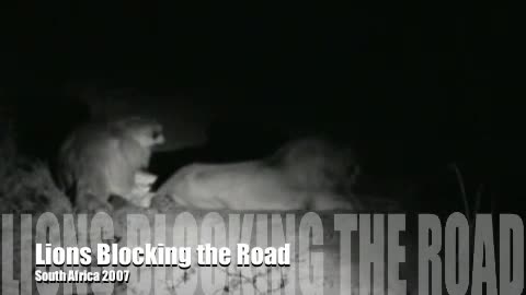 Lions blocking the road