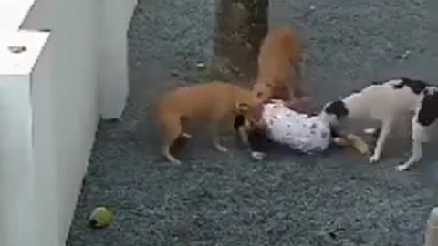 3 dogs attacks a girl- horrible video- live on cam