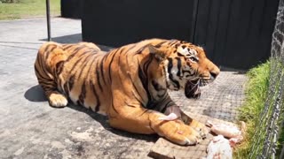 Bengal Tiger 🐯