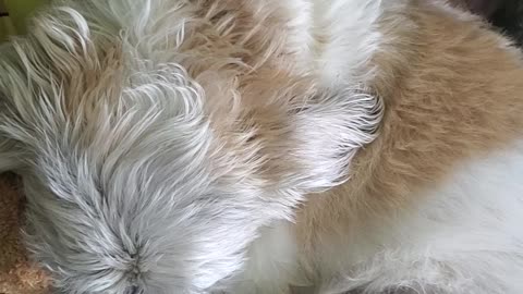 Dog Sleeps With His Bear