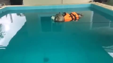 This is the only husky in the world who hate swimming