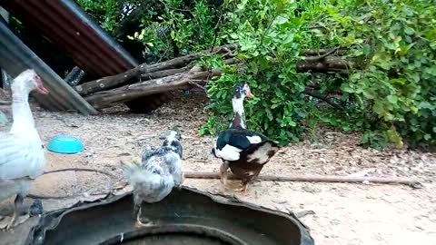 Mom Duck get out of water for babies ducklings family