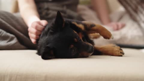 Cute puppy asleep