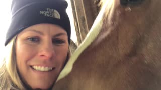 Happy Horse Nuzzles Owner