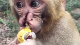 Baby Monkey with Nasal Trauma Eats Longan