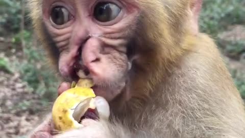 Baby Monkey with Nasal Trauma Eats Longan