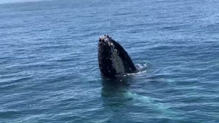 High Fived by Humpback Whale