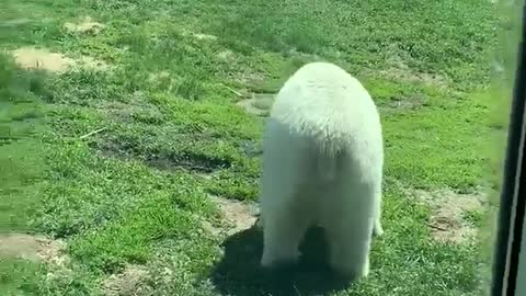 Polar Bear tries to attack kid!!