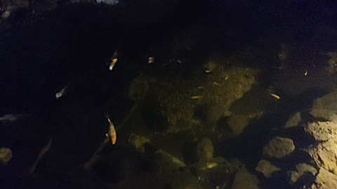 Some night video of the koi