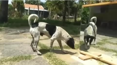Mirror Prank Dog Hilarious | Funny Reaction