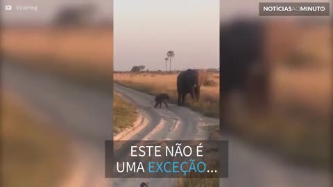 Elefante filhote leva o tombo mais fofo na areia