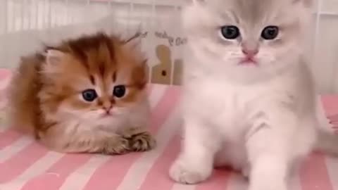 cute pair of baby cats
