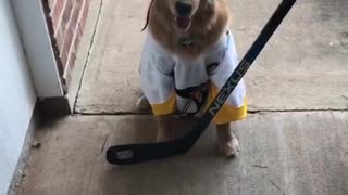 Sports-loving dog dresses as hockey player for Halloween