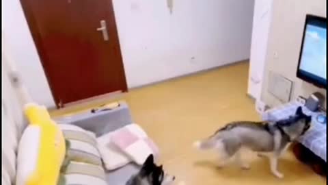 Funny Responsible Dogs