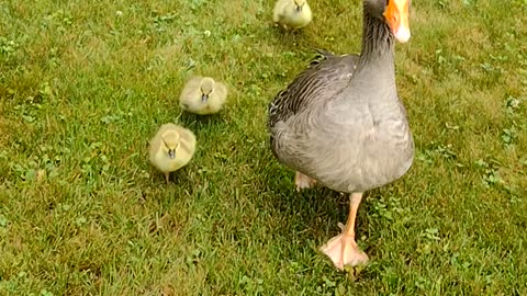 Walk with Louise The Goose And Babies
