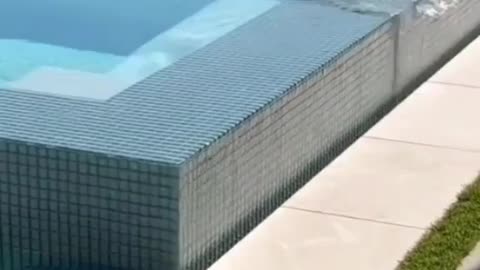 Snake swimming in pool
