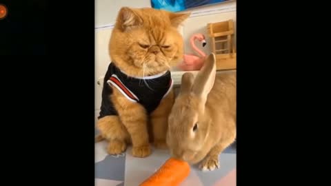 cute and funny pets, funny video