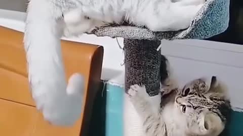 This kitten was naughty with his friend