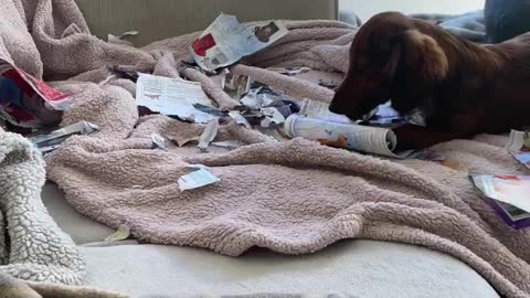 Puppy caught ripping magazine up while adult dogs sleep