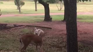 Doggy and Deer Playing Together