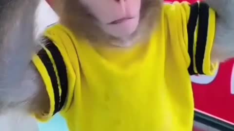 So cute monkey funny moments 🤣