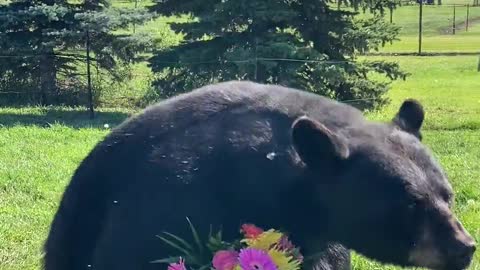 Orphaned Black Bear with Floral Bouquet