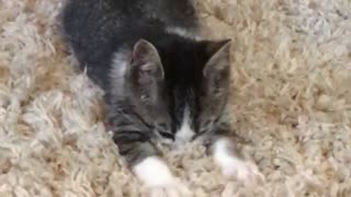 Cat massaging the carpet with its paws