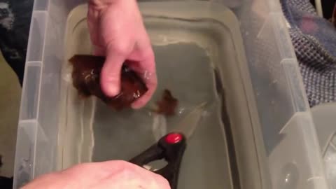Man Cuts Unusual Pod Open To Reveal A Feisty Baby Shark