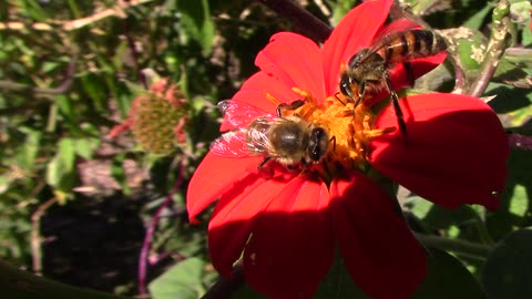 A Couple of Honey Bees Competing For a Single Mexican Sunflower