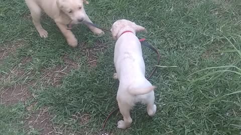Puppy vs puppy