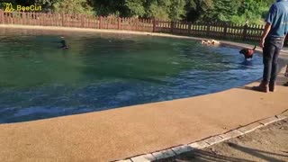 Dog run with pool in Noda City, Chiba Prefecture