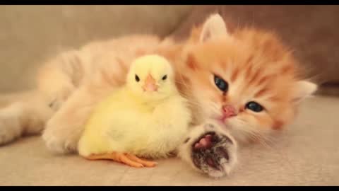 Chicken Sleeps with Sweet Kitten