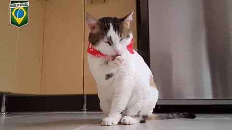 Video Of Funny Cat - cat cleaning itself