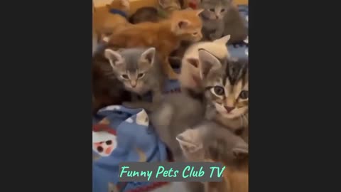 Funny Animal Videos