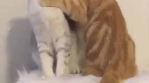That's one affectionate Cat