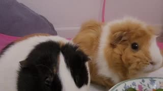 Guinea Pigs Love To Eat