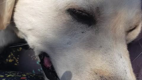 Rescued labrador demands petting and cuddling